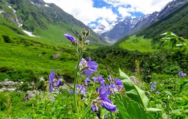 Valley of Flowers Tour Packages